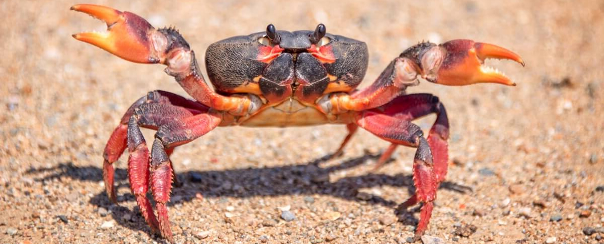 Les Fascinants Crabes Tout Savoir Sur Le Crabe FDEU Les Fascinants Crabes Tout Savoir Sur Le Crabe FDEU